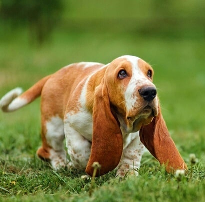 15 Interesting Facts About Basset Hounds 10