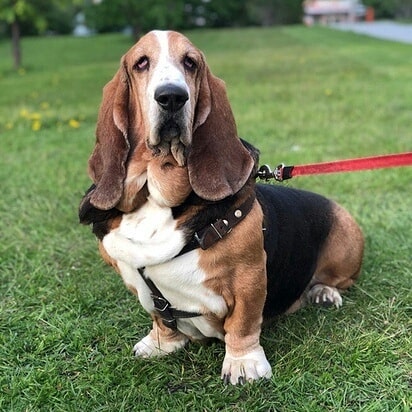 15 Interesting Facts About Basset Hounds 11