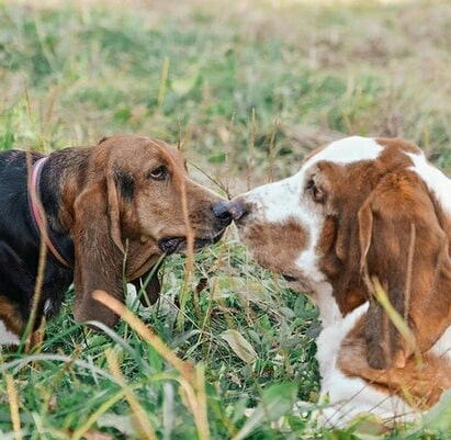 15 Amazing Facts About Basset Hounds You Probably Never Knew 10