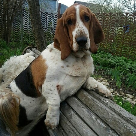 15 Amazing Facts About Basset Hounds You Probably Never Knew 9