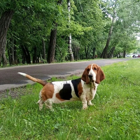 15 Amazing Facts About Basset Hounds You Probably Never Knew 10