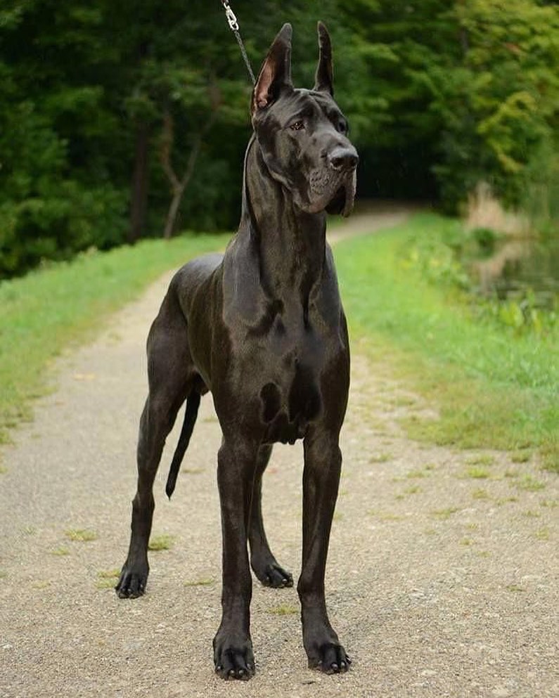 15 Interesting Facts About German Shorthaired Pointers 9 15 Interesting Facts About German Shorthaired Pointers 9