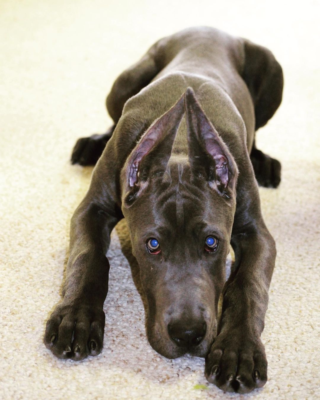 15 Amazing Facts About Great Danes You Probably Never Knew 7