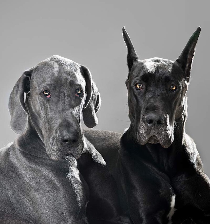 15 Amazing Facts About Great Danes You Probably Never Knew 8