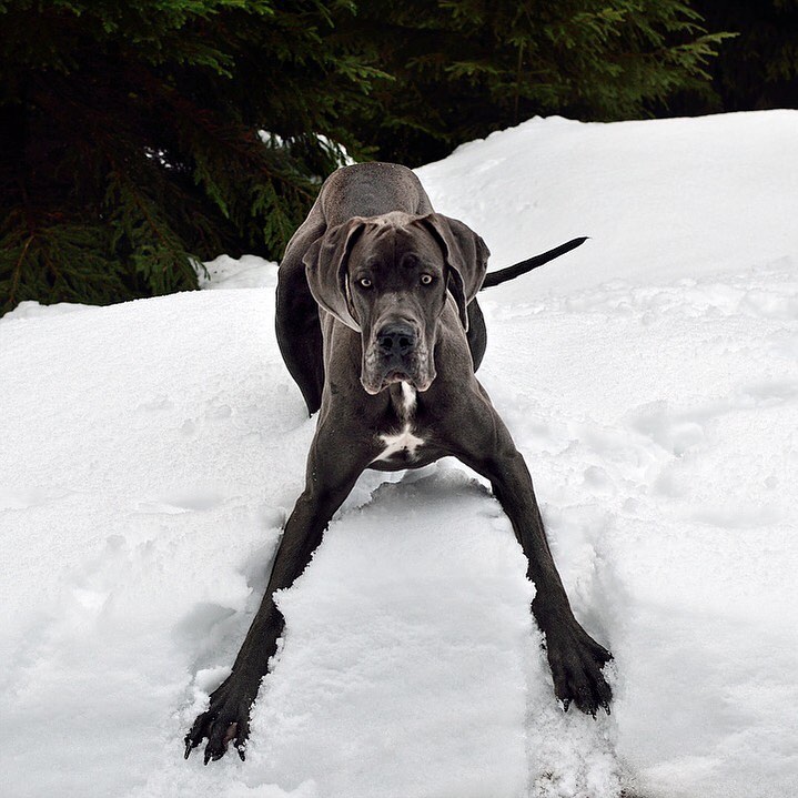 15 Amazing Facts About Great Danes You Probably Never Knew 9