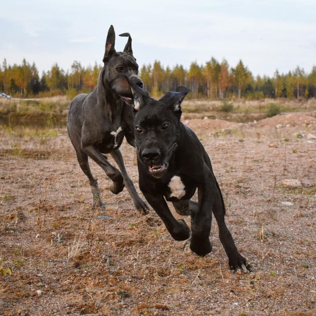 15 Amazing Facts About Great Danes You Probably Never Knew 9