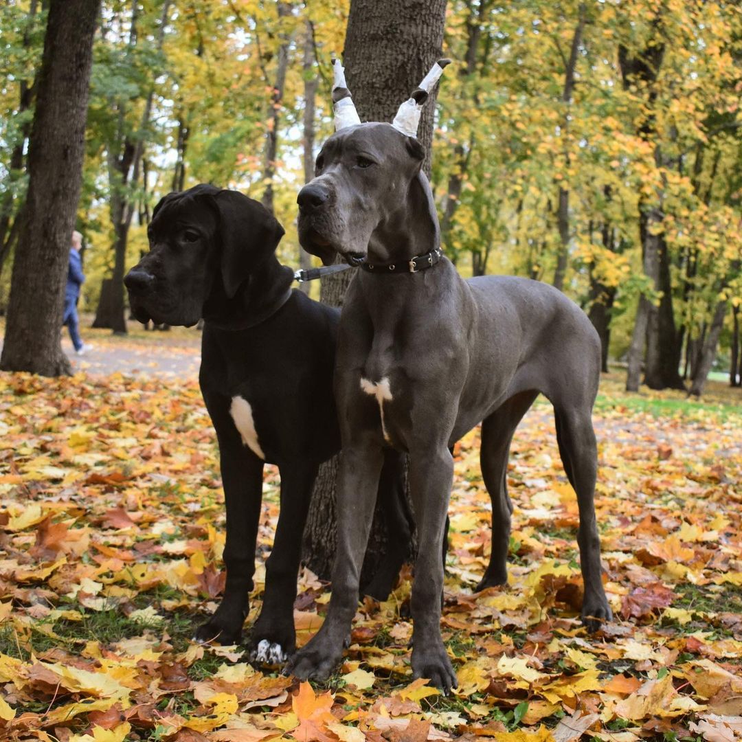 15 Amazing Facts About Great Danes You Probably Never Knew 10