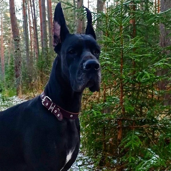 15 Amazing Facts About Great Danes You Probably Never Knew 11