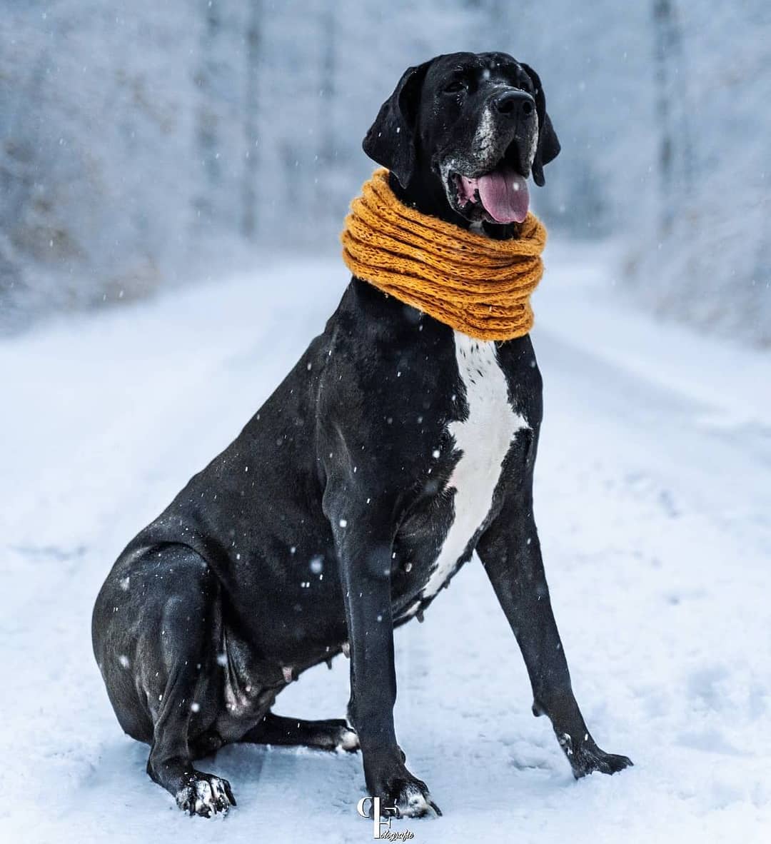 15 Cool Facts About Flat-Coated Retrievers 8