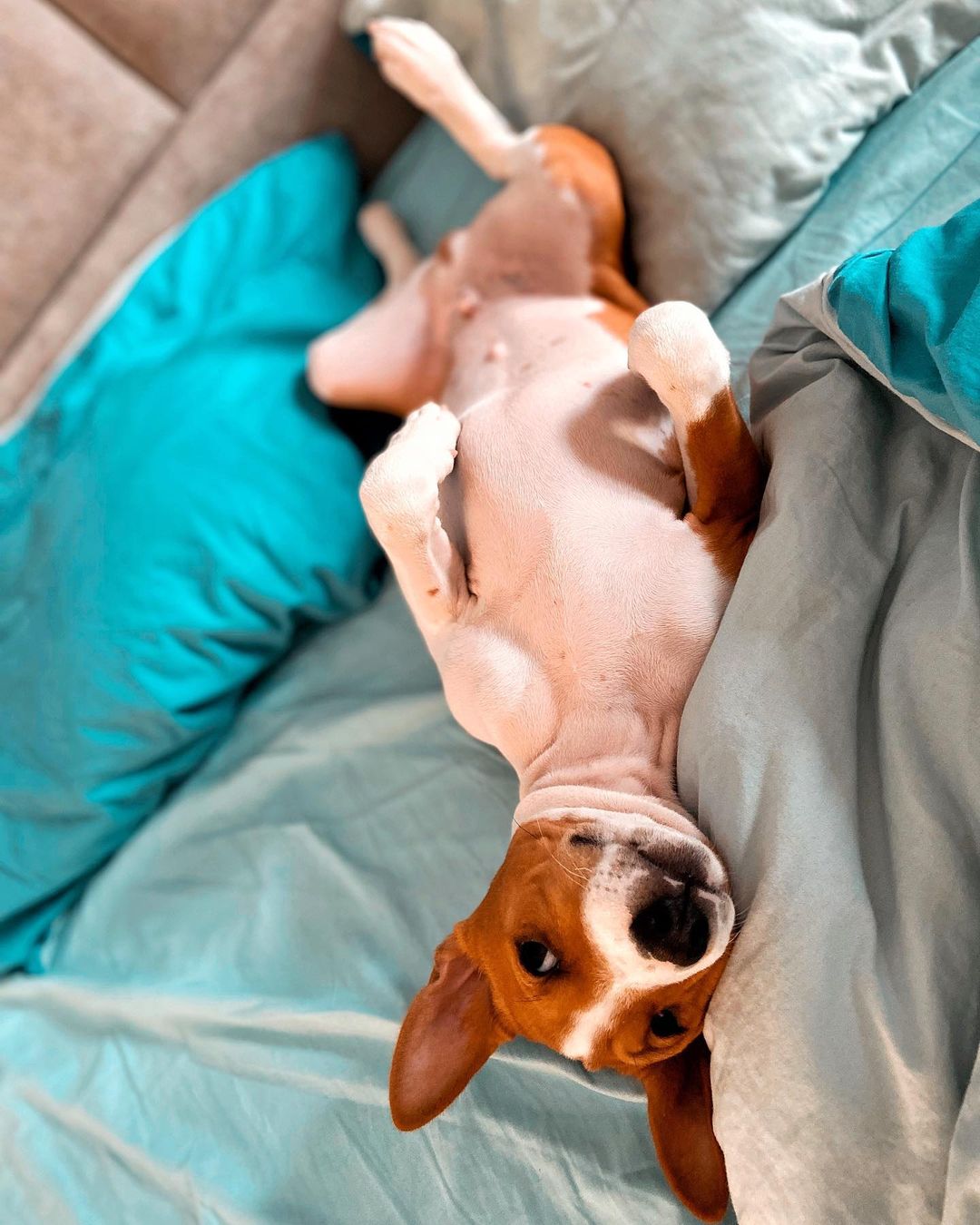 16 Basenji Pics That’ll Keep You Smiling 9 16 Basenji Pics That’ll Keep You Smiling 9