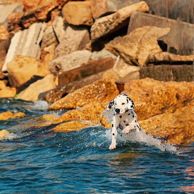 16 Dalmatian Pics That’ll Keep You Smiling 9 16 Dalmatian Pics That’ll Keep You Smiling 9