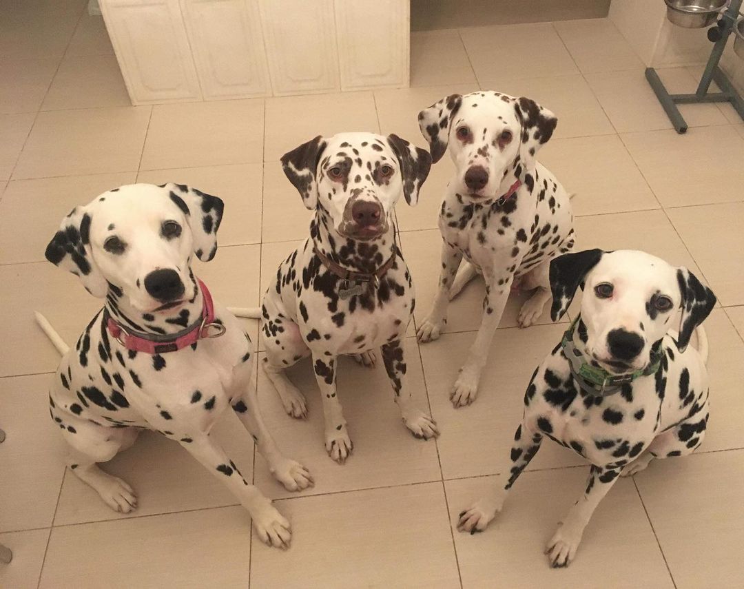 16 Dalmatian Pics That’ll Keep You Smiling 10 16 Dalmatian Pics That’ll Keep You Smiling 10