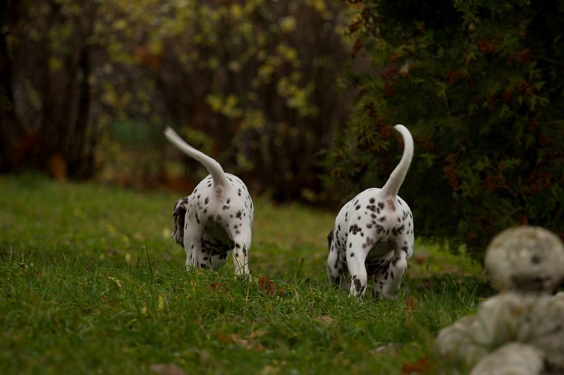 16 Dalmatian Pics That’ll Keep You Smiling 11 16 Dalmatian Pics That’ll Keep You Smiling 11