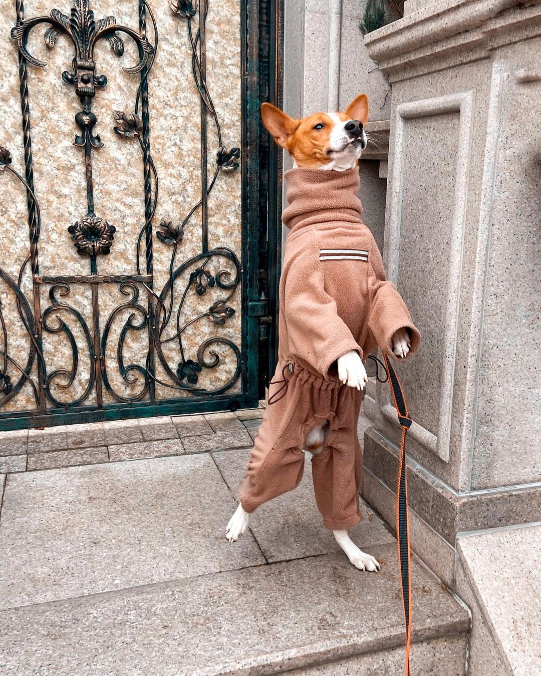 16 Basenji Pics That’ll Keep You Smiling 10 16 Basenji Pics That’ll Keep You Smiling 10