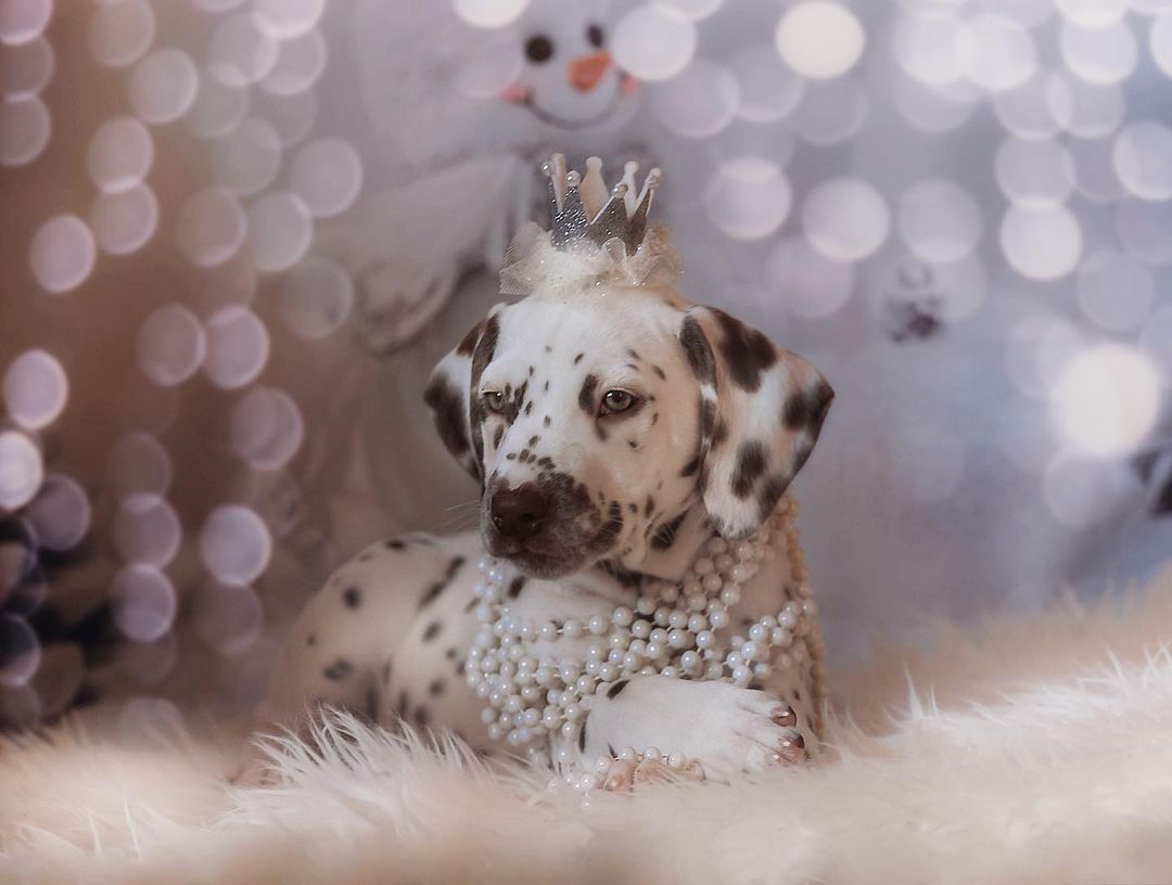 16 Dalmatian Pics That’ll Keep You Smiling 9