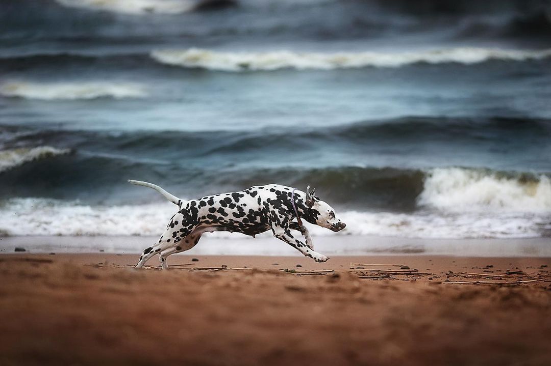 16 Dalmatian Pics That’ll Keep You Smiling 10