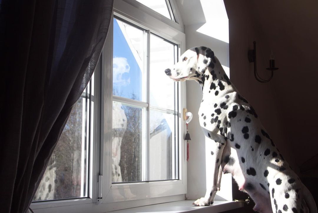 16 Dalmatian Pics That’ll Keep You Smiling 11