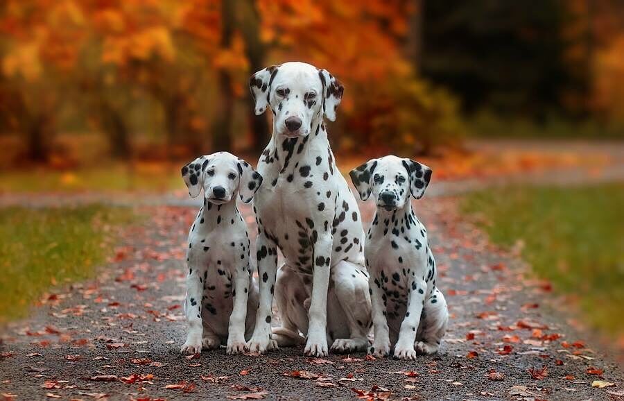 16 Dalmatian Pics That’ll Keep You Smiling 10