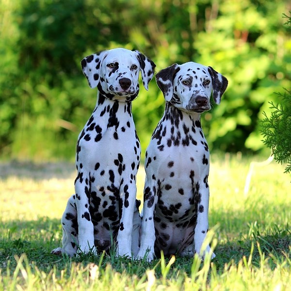 16 Dalmatian Pics That’ll Keep You Smiling 9