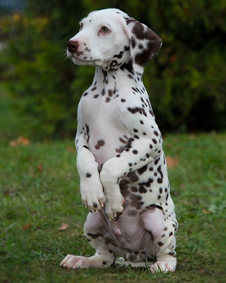 16 Dalmatian Pics That’ll Keep You Smiling 11