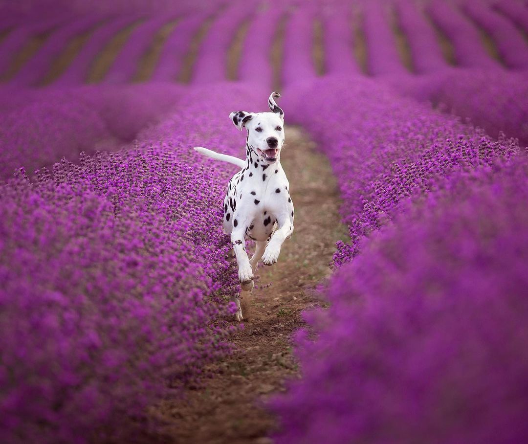 16 Dalmatian Pics That’ll Keep You Smiling 10