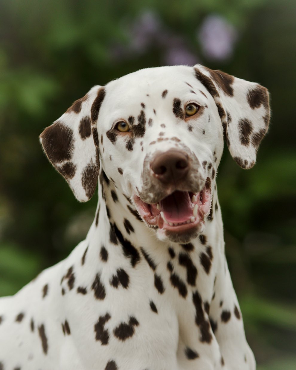 16 Dalmatian Pics That’ll Keep You Smiling 7
