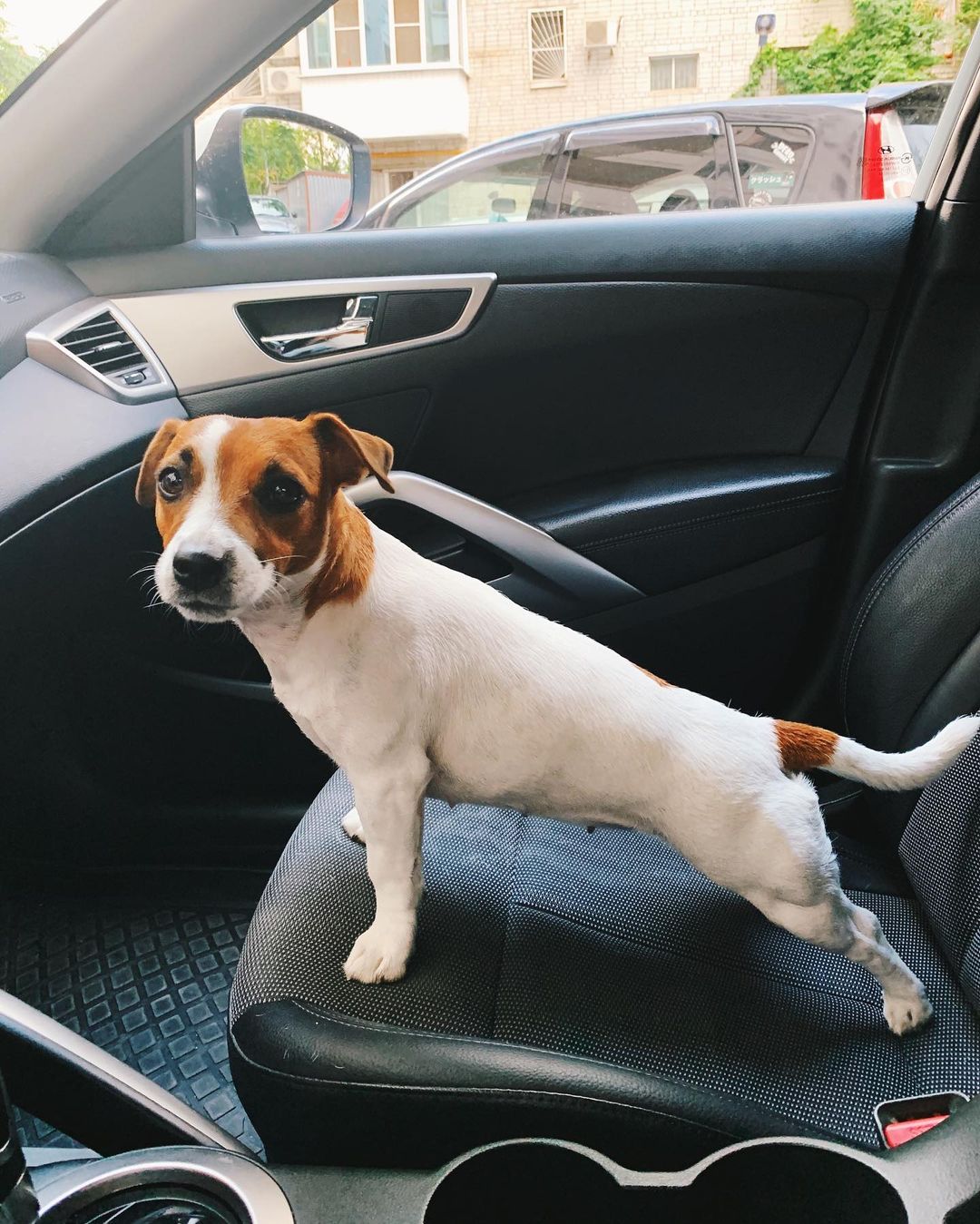 16 Jack Russell Pics That’ll Keep You Smiling 9