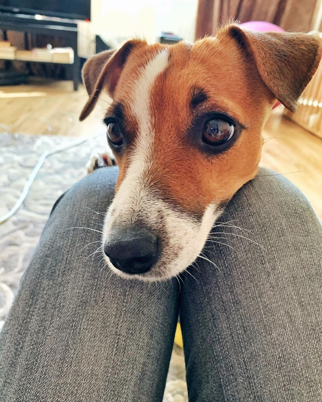 16 Jack Russell Pics That’ll Keep You Smiling 11