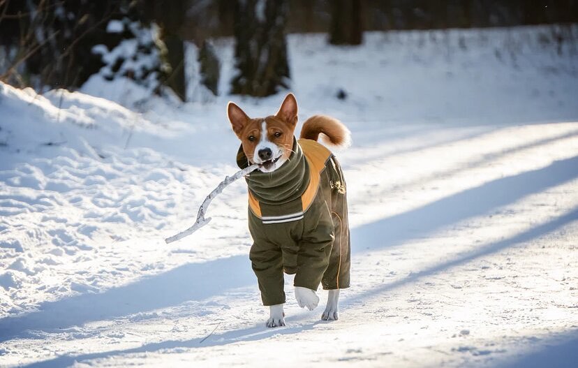 16 Basenji Pics That’ll Keep You Smiling 9