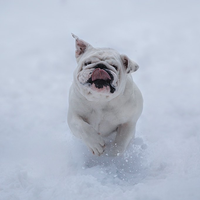 15 English Bulldog Pics That’ll Keep You Smiling 9