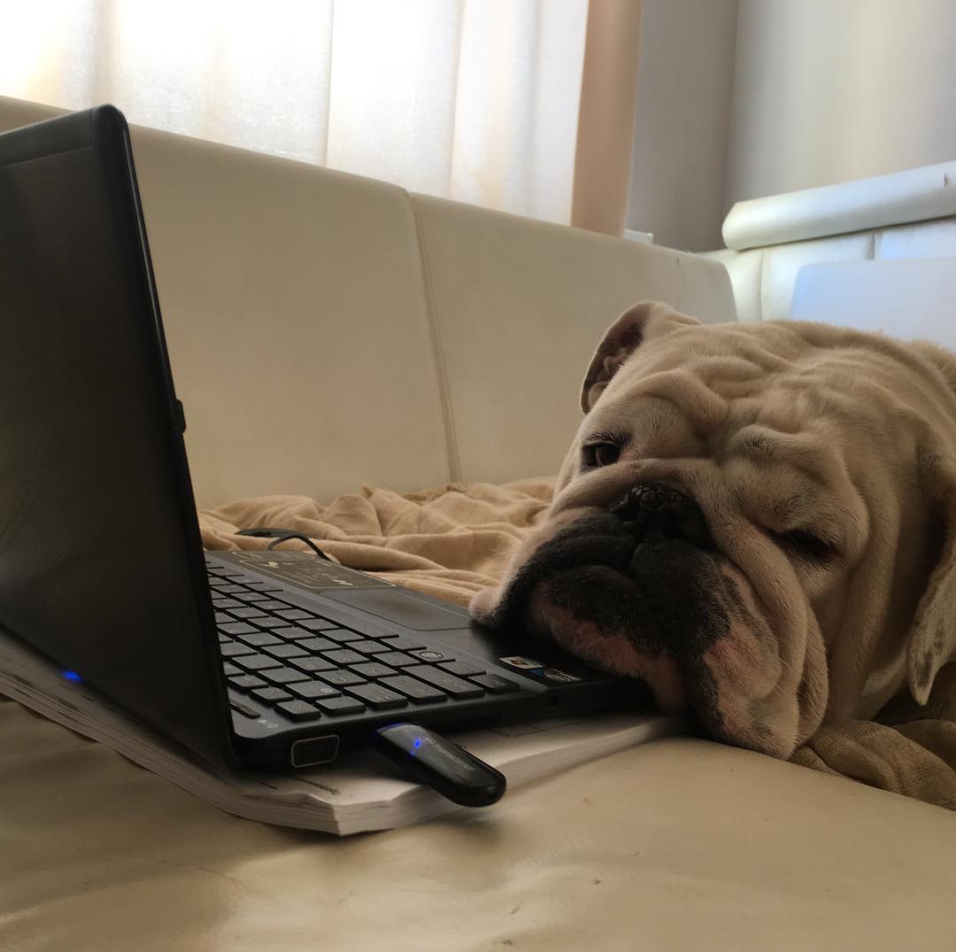 15 English Bulldog Pics That’ll Keep You Smiling 11