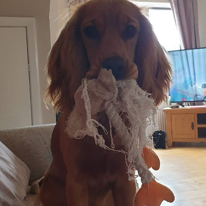 15 Cocker Spaniel Pics That’ll Keep You Smiling 9