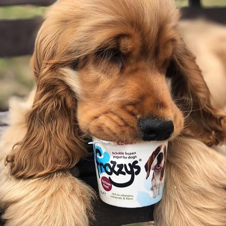 15 Cocker Spaniel Pics That’ll Keep You Smiling 10