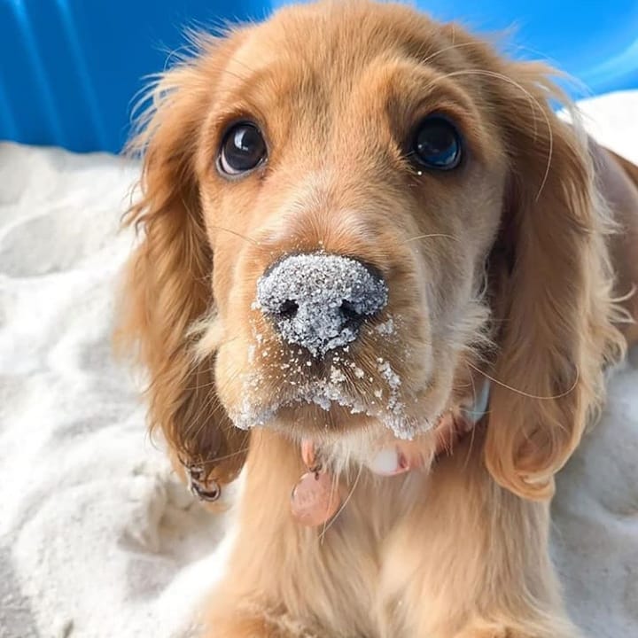 15 Cocker Spaniel Pics That’ll Keep You Smiling 11