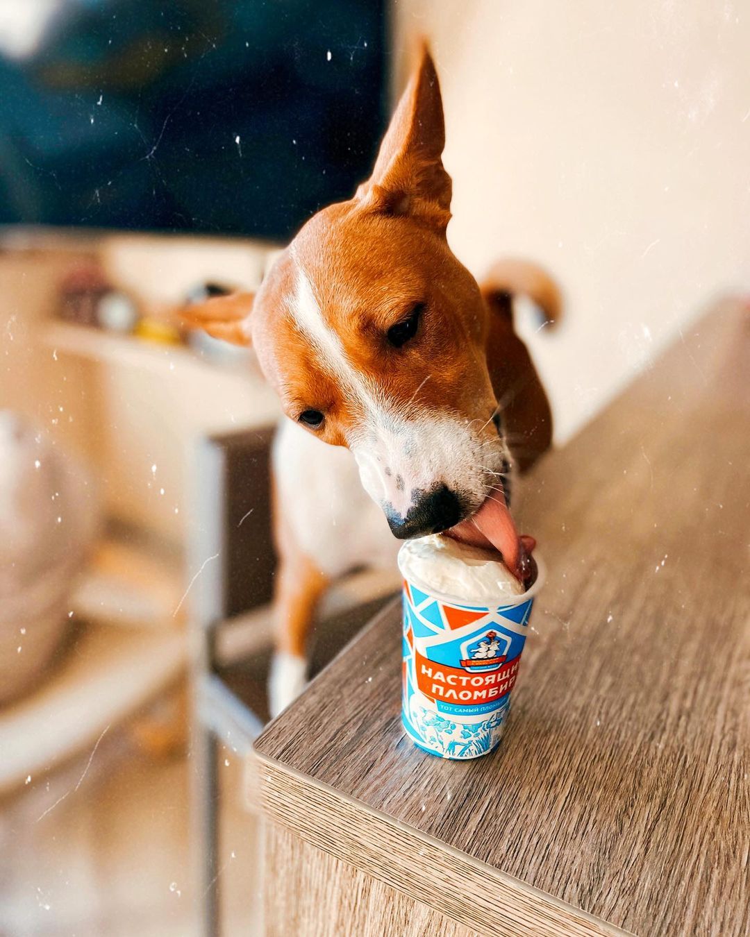 16 Basenji Pics That’ll Keep You Smiling 10