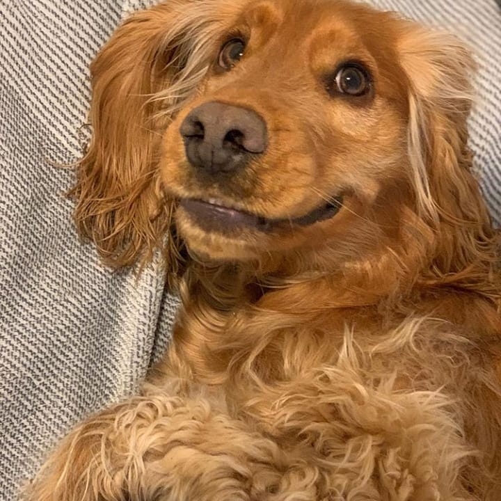 15 Cocker Spaniel Pics That’ll Keep You Smiling 9