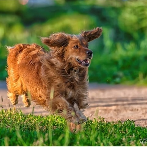 15 Cocker Spaniel Pics That’ll Keep You Smiling 11