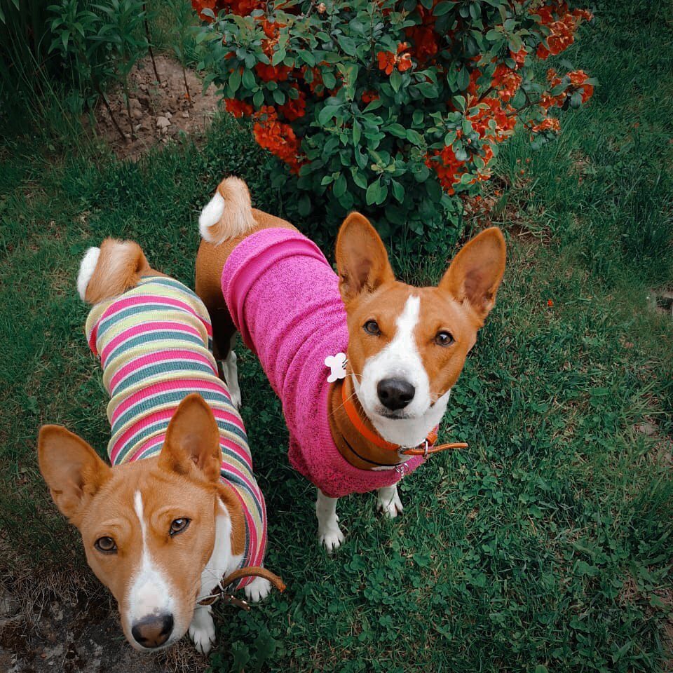 16 Basenji Pics That’ll Keep You Smiling 9