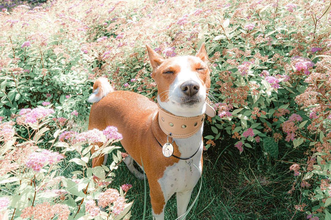 16 Basenji Pics That’ll Keep You Smiling 10