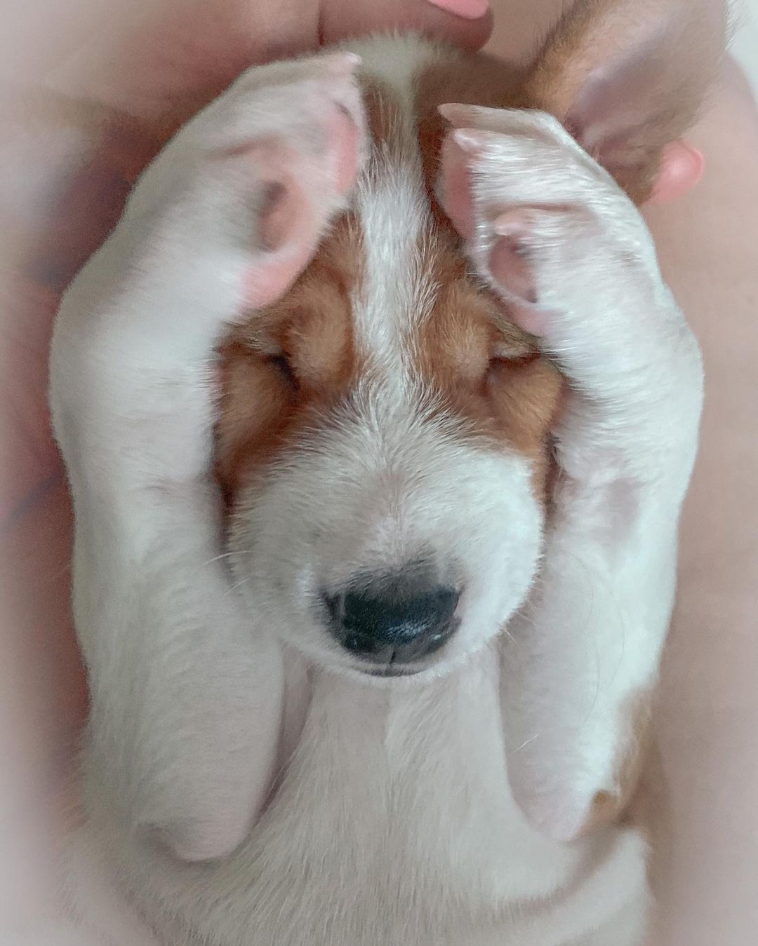 16 Basenji Pics That’ll Keep You Smiling 11