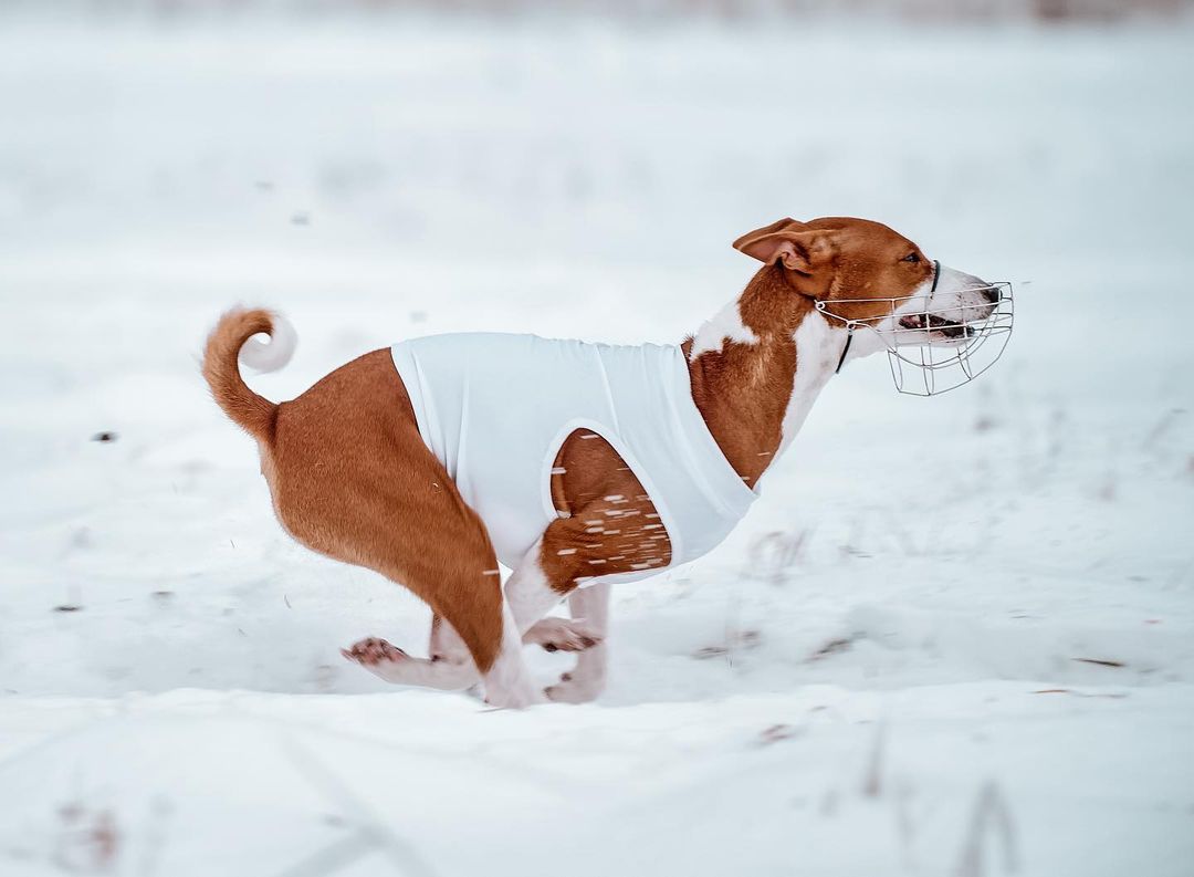 16 Basenji Pics That’ll Keep You Smiling 5