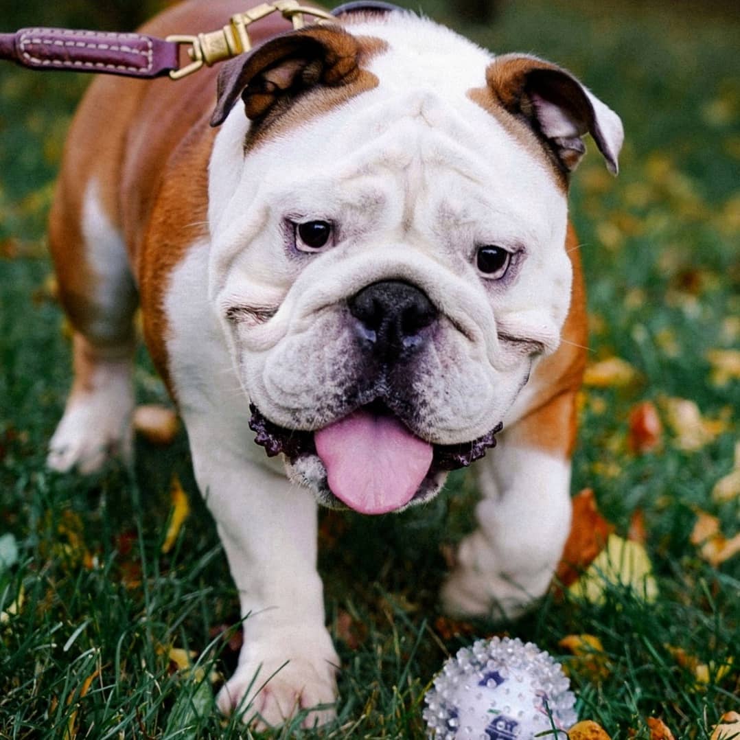 15 English Bulldog Pics That’ll Keep You Smiling 7