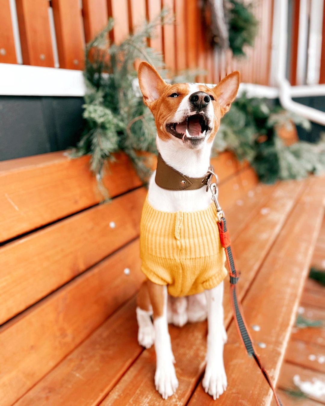 16 Basenji Pics That’ll Keep You Smiling 9