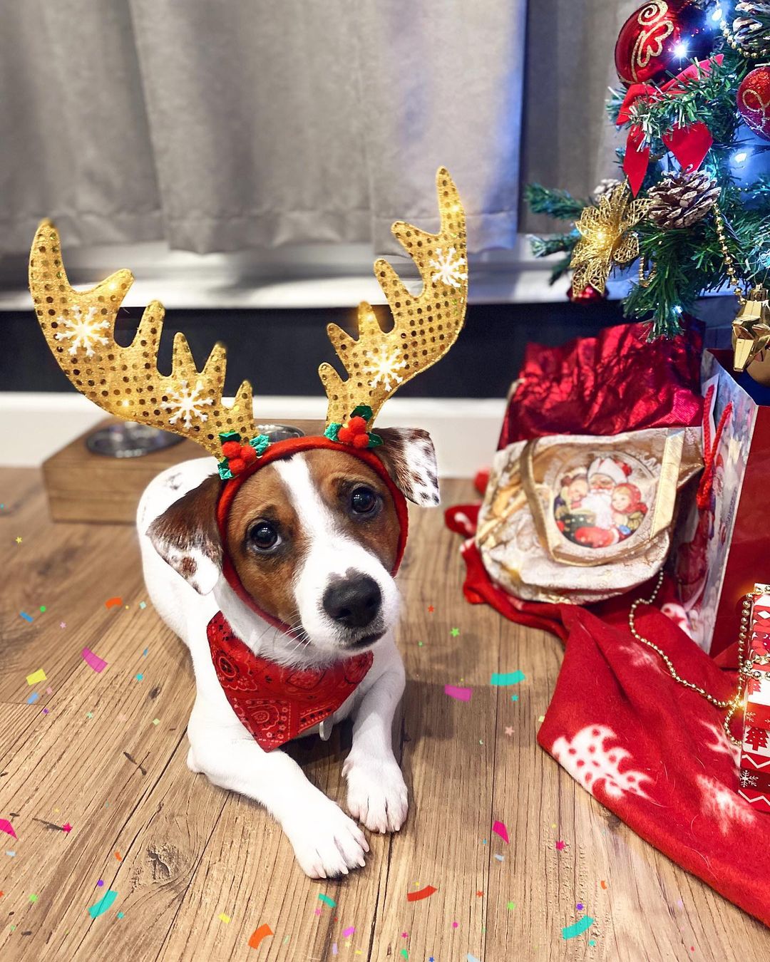 16 Jack Russell Pics That’ll Keep You Smiling 9