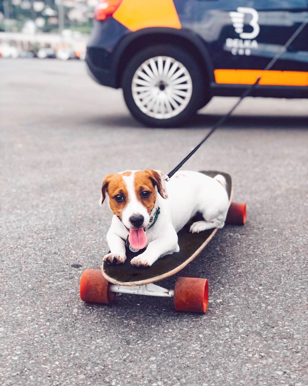 16 Jack Russell Pics That’ll Keep You Smiling 11