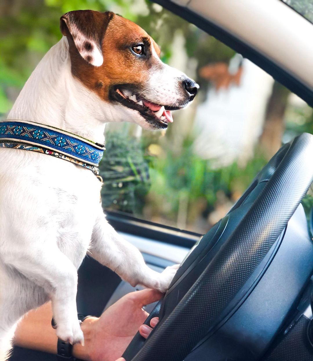 16 Jack Russell Pics That’ll Keep You Smiling 9