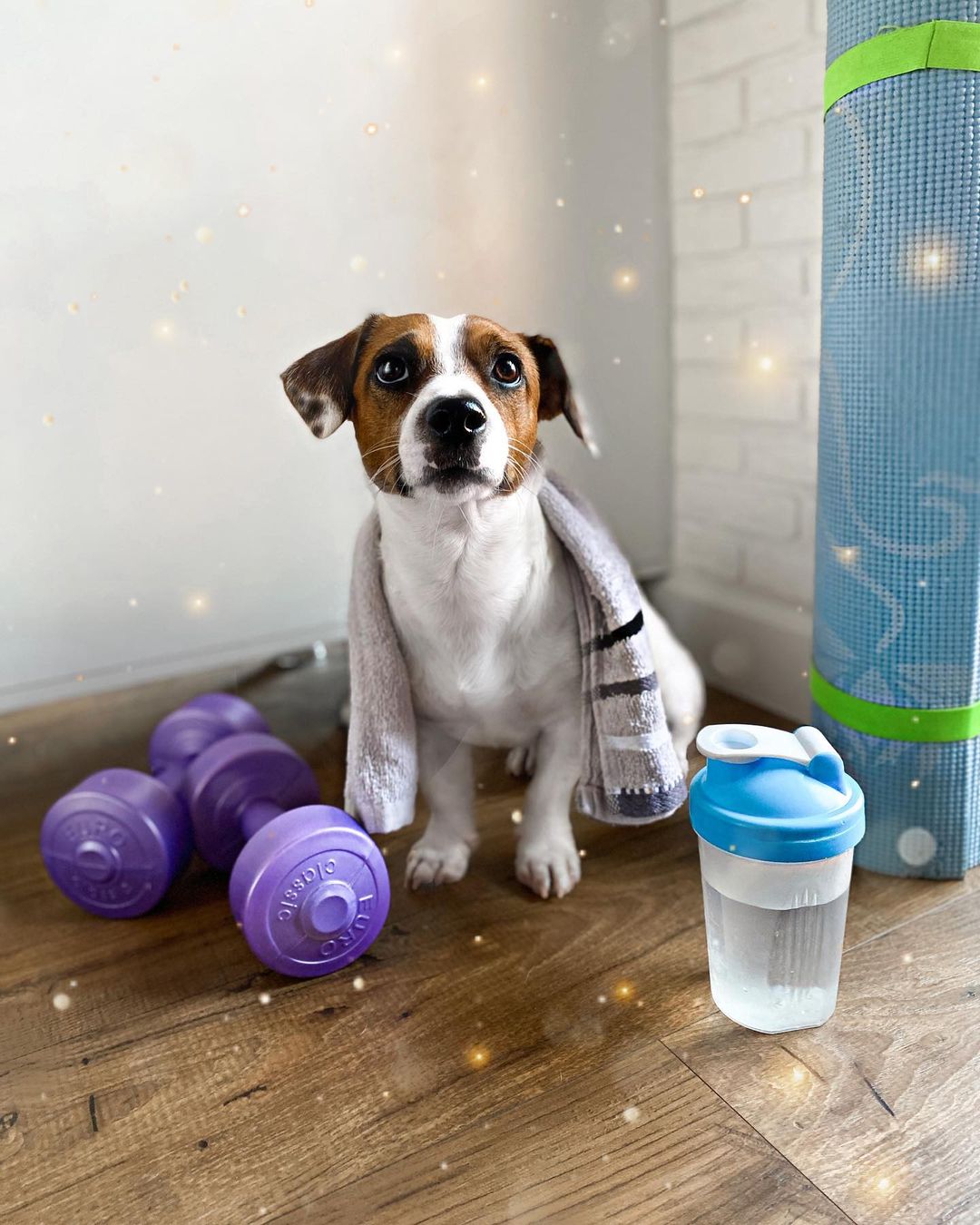 16 Jack Russell Pics That’ll Keep You Smiling 10