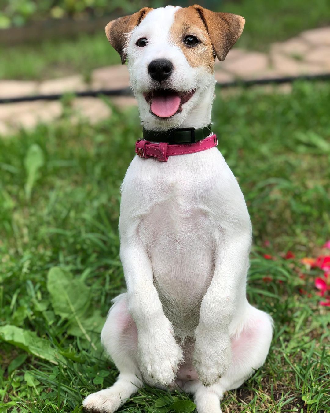 16 Jack Russell Pics That’ll Keep You Smiling 11
