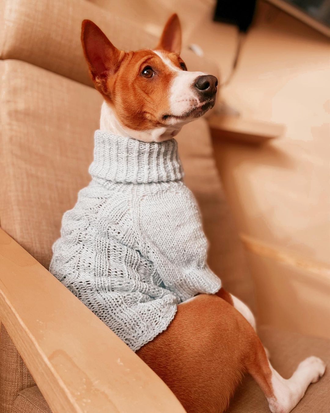 16 Basenji Pics That’ll Keep You Smiling 10