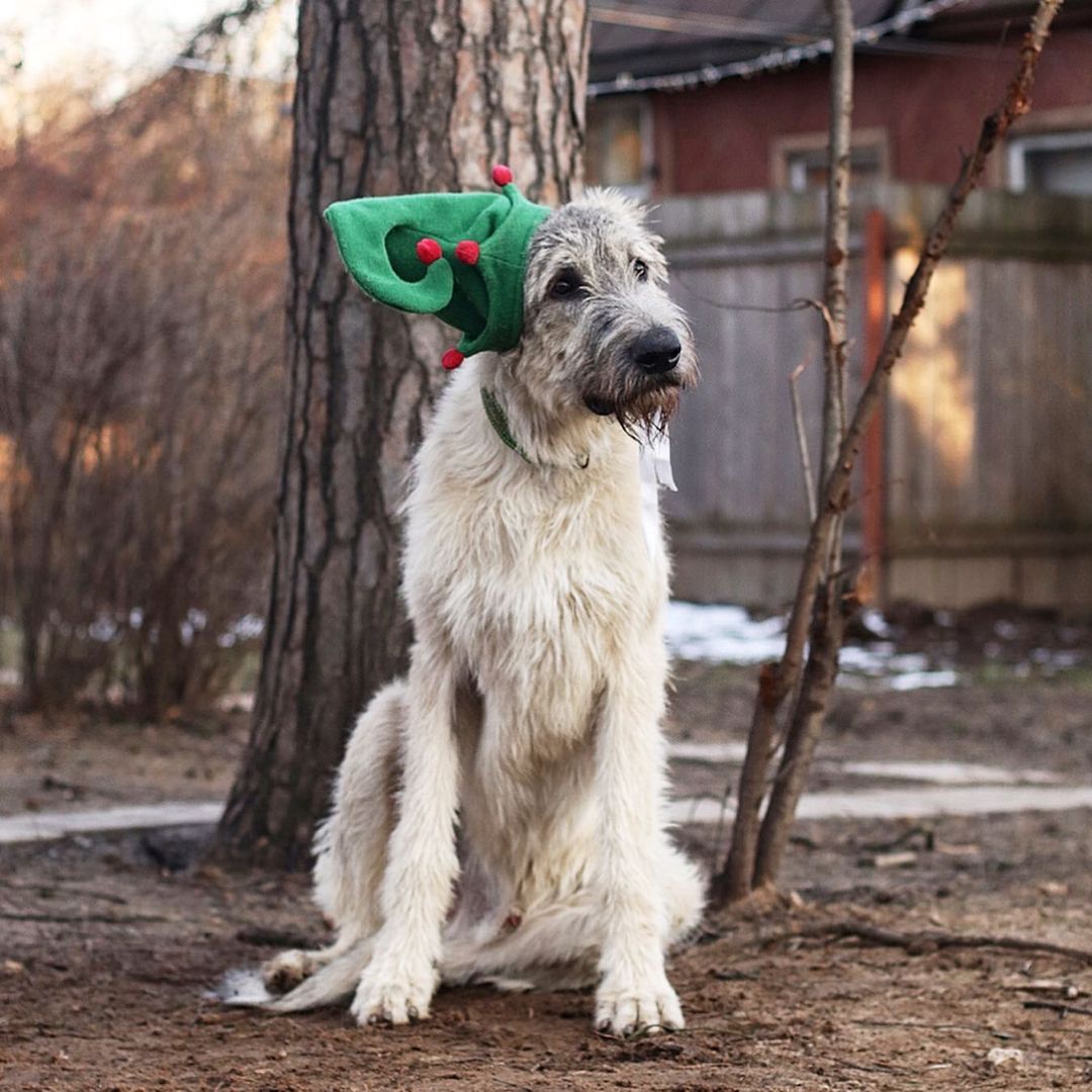 16 Irish Wolfhound Pics That’ll Keep You Smiling 9
